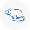 Rat Control Willenhall