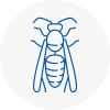 Willenhall Wasp Nest Removal
